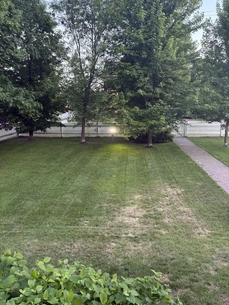 Striped lawn cut around mature maple trees along a brick walkway