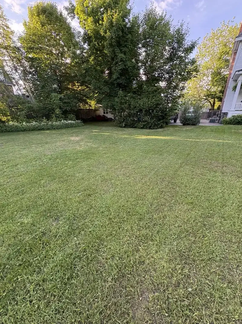 Even, freshly cut backyard lawn with clean trimmed edges